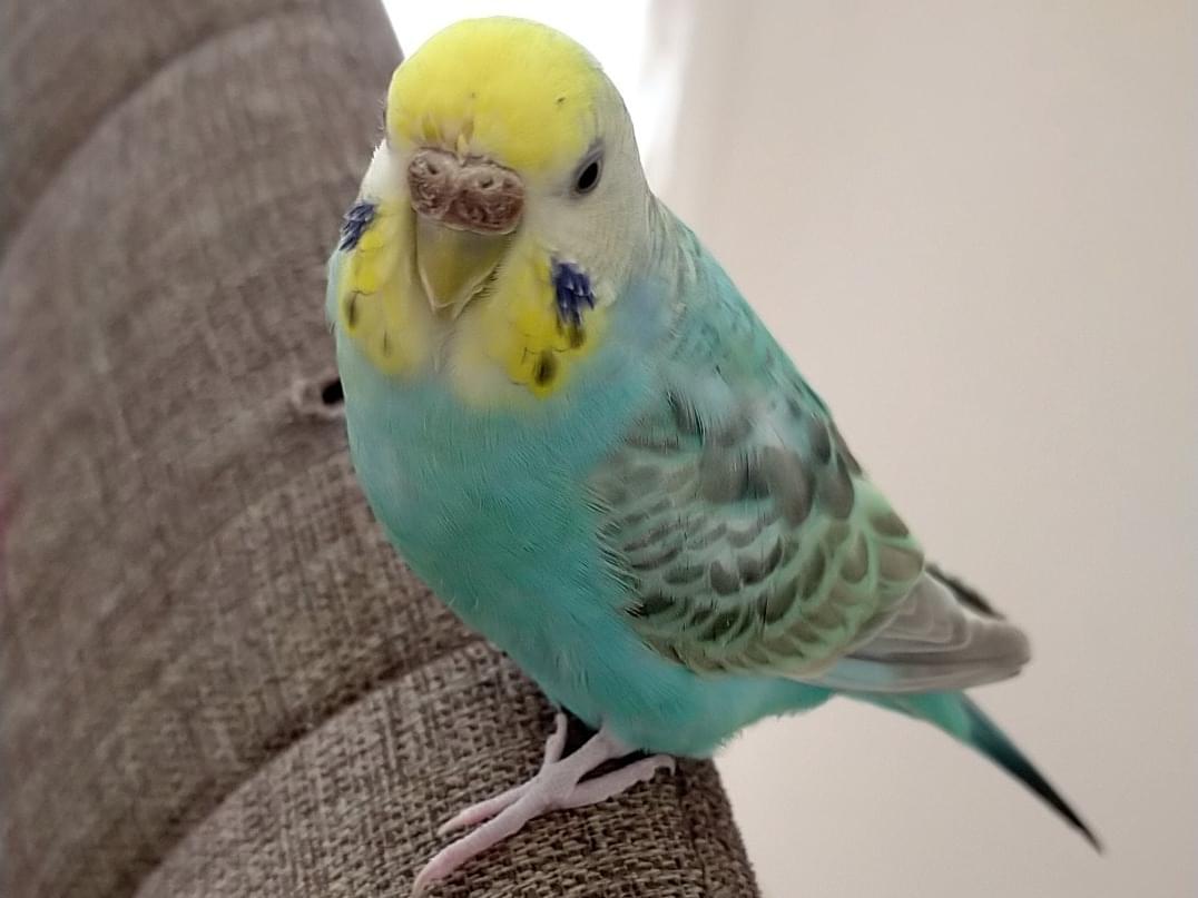 ももちゃん ももちゃん