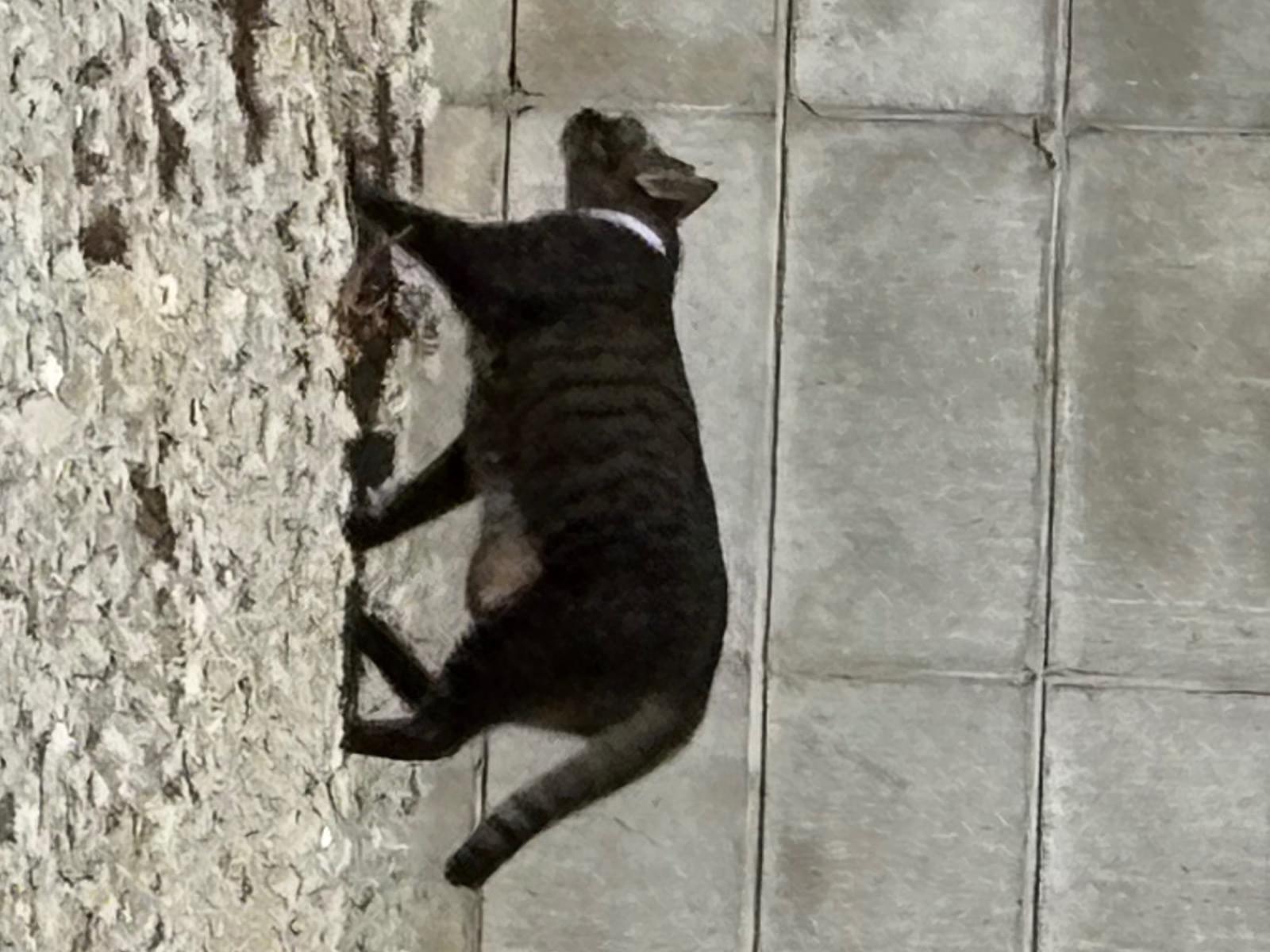 目撃された猫 目撃された猫