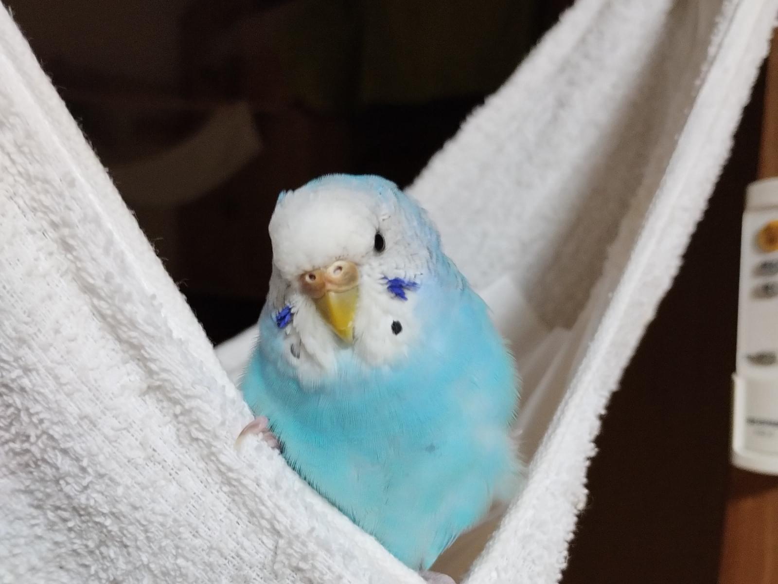 すずこちゃん すずこちゃん