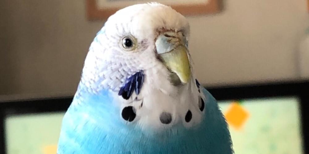 セキセイインコを探しています