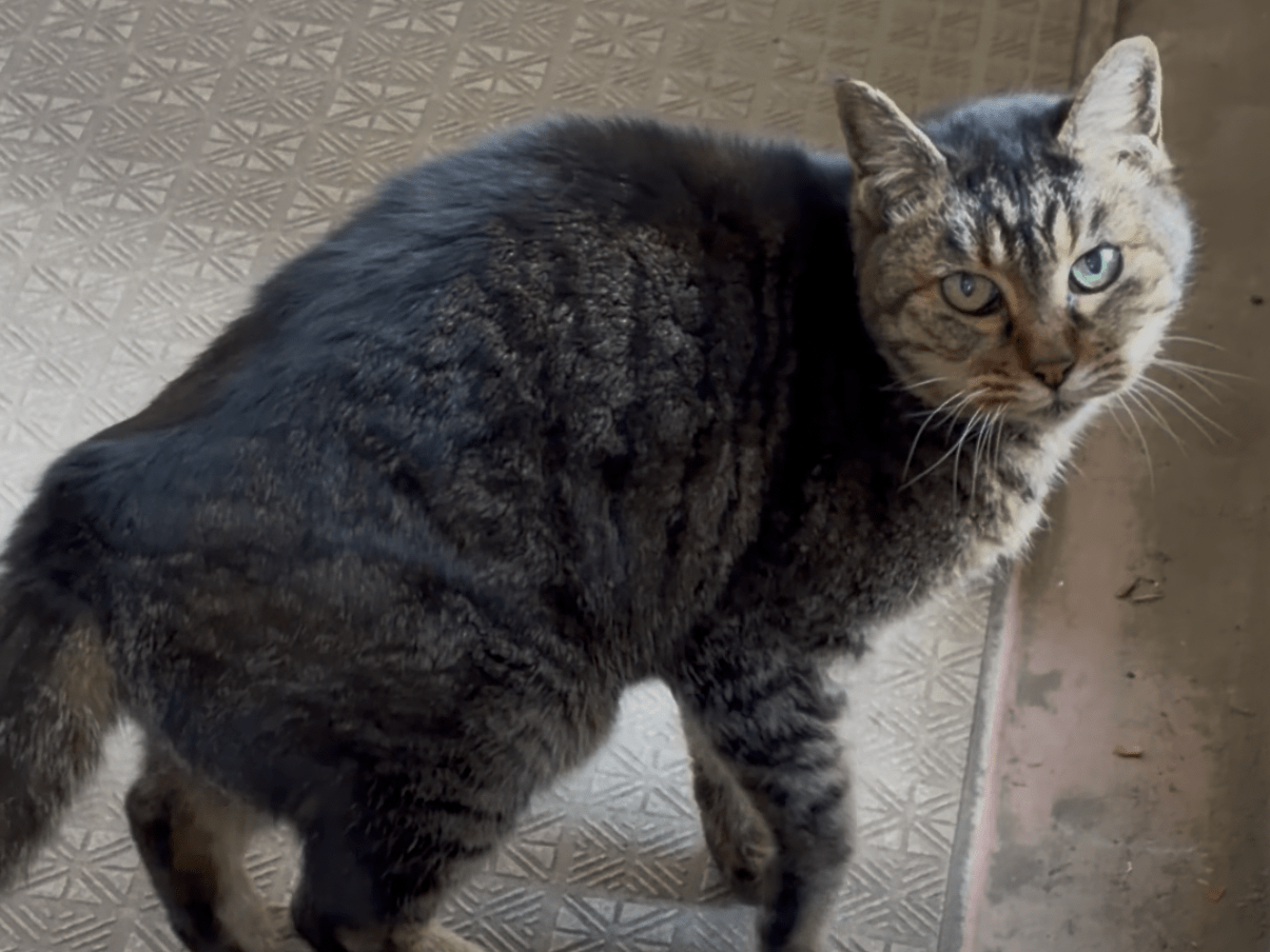 目撃された猫 目撃された猫