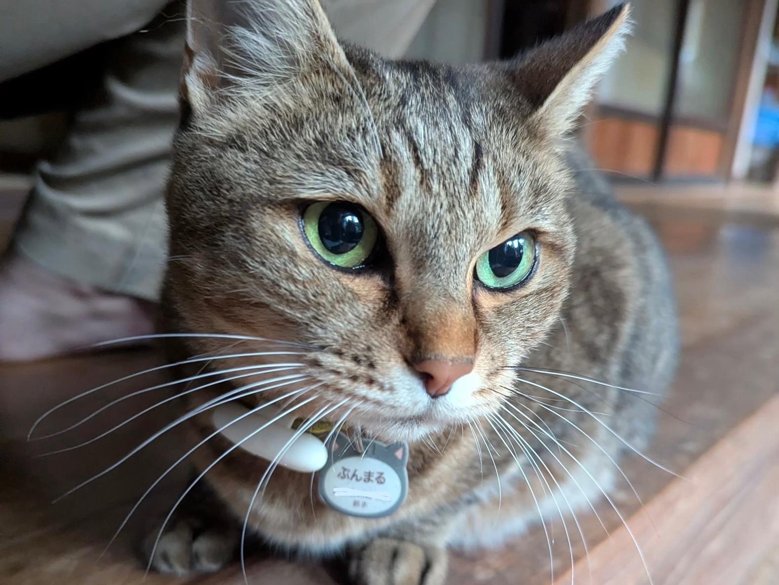 ぷんまるちゃん