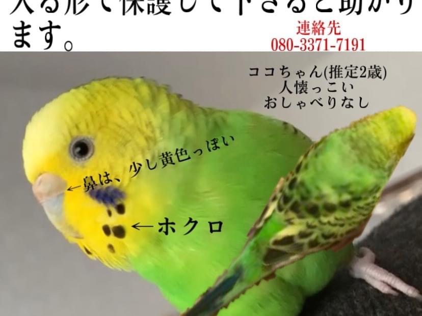 ココちゃん ココちゃん