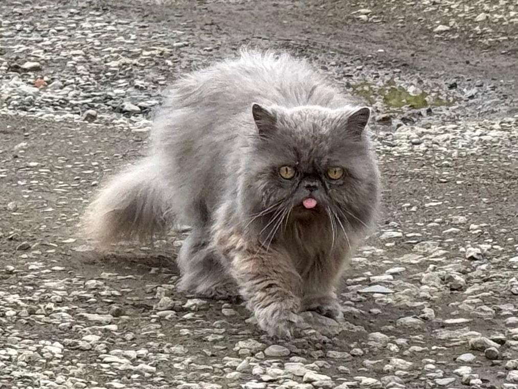 目撃された猫