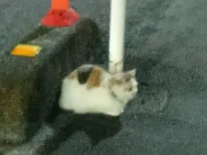 鈴を付けた三毛猫