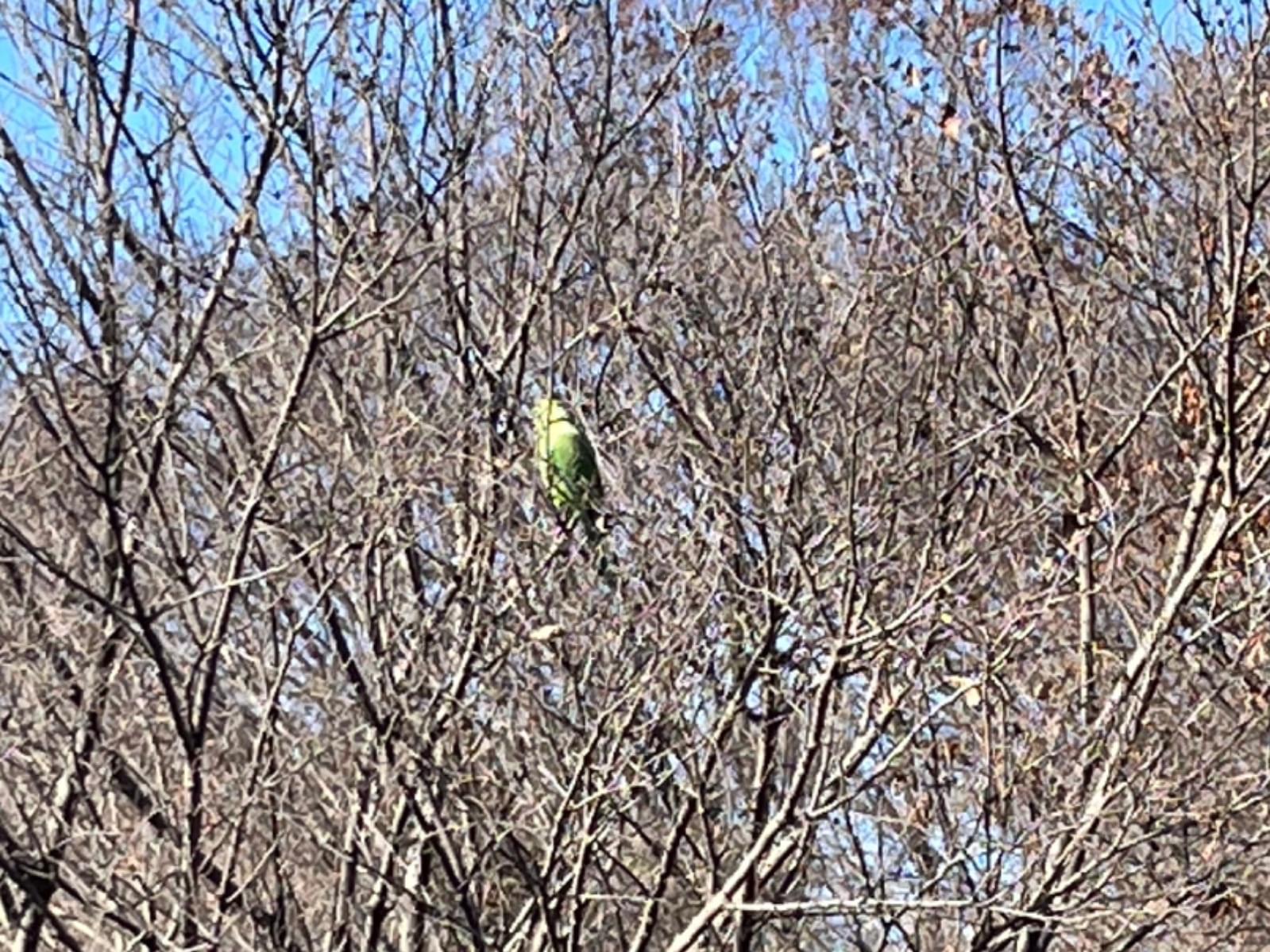 目撃された鳥 目撃された鳥