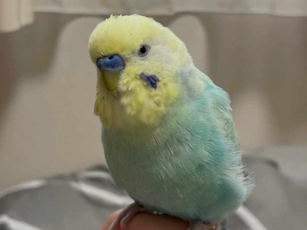 ぴーちゃん ぴーちゃん