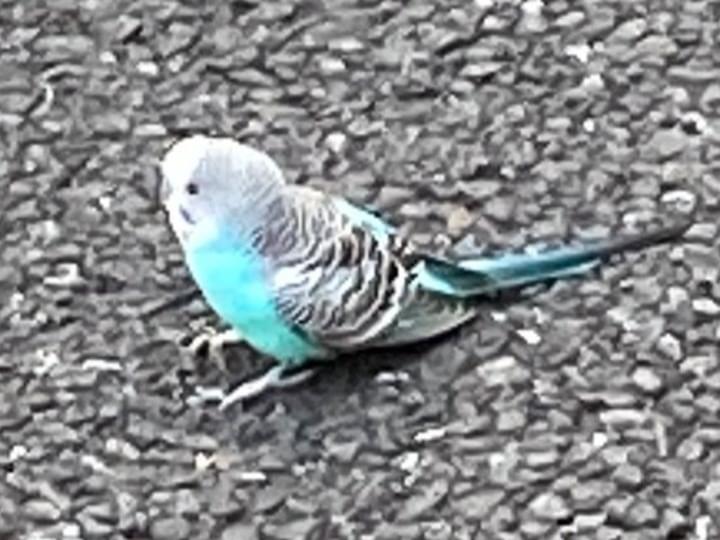 目撃された鳥 目撃された鳥