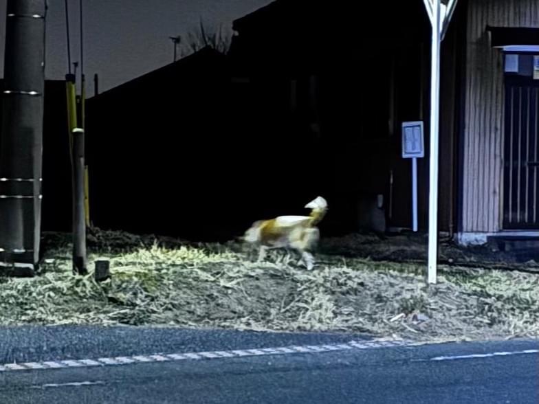 目撃された犬