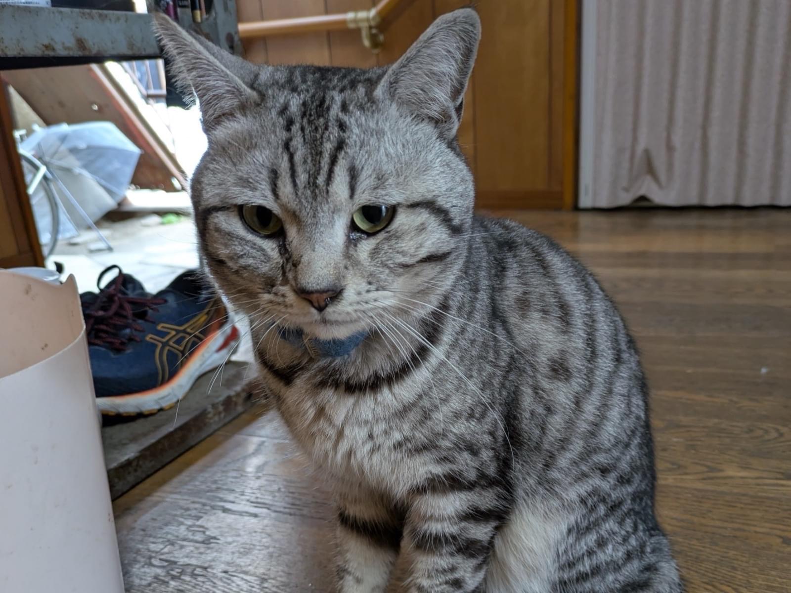 保護された猫