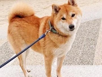 レオちゃん レオちゃん