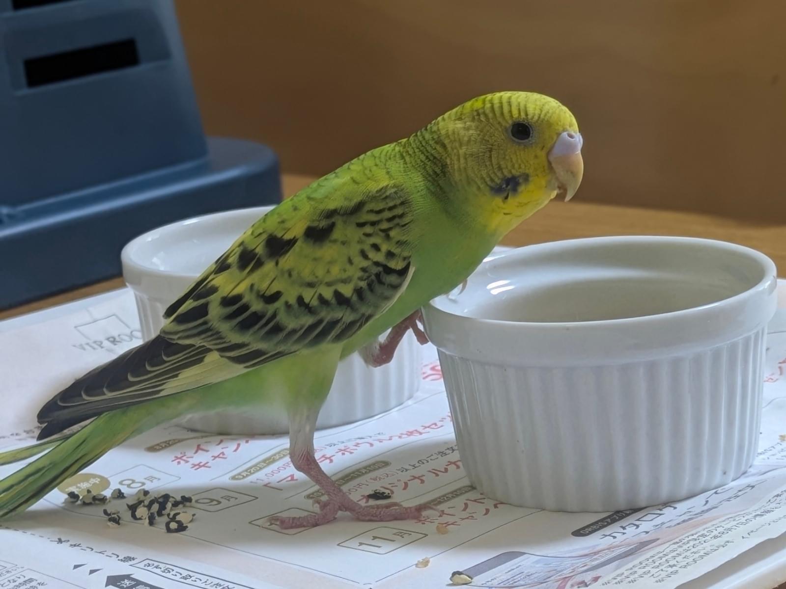 保護された鳥 保護された鳥