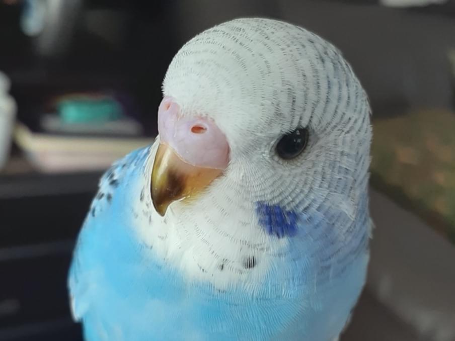 ぽぽちゃん ぽぽちゃん