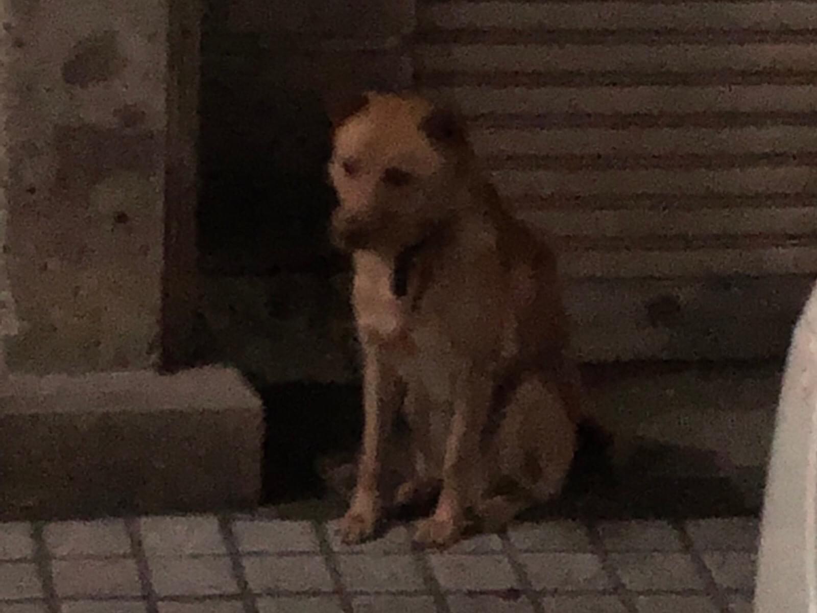 目撃された犬 目撃された犬