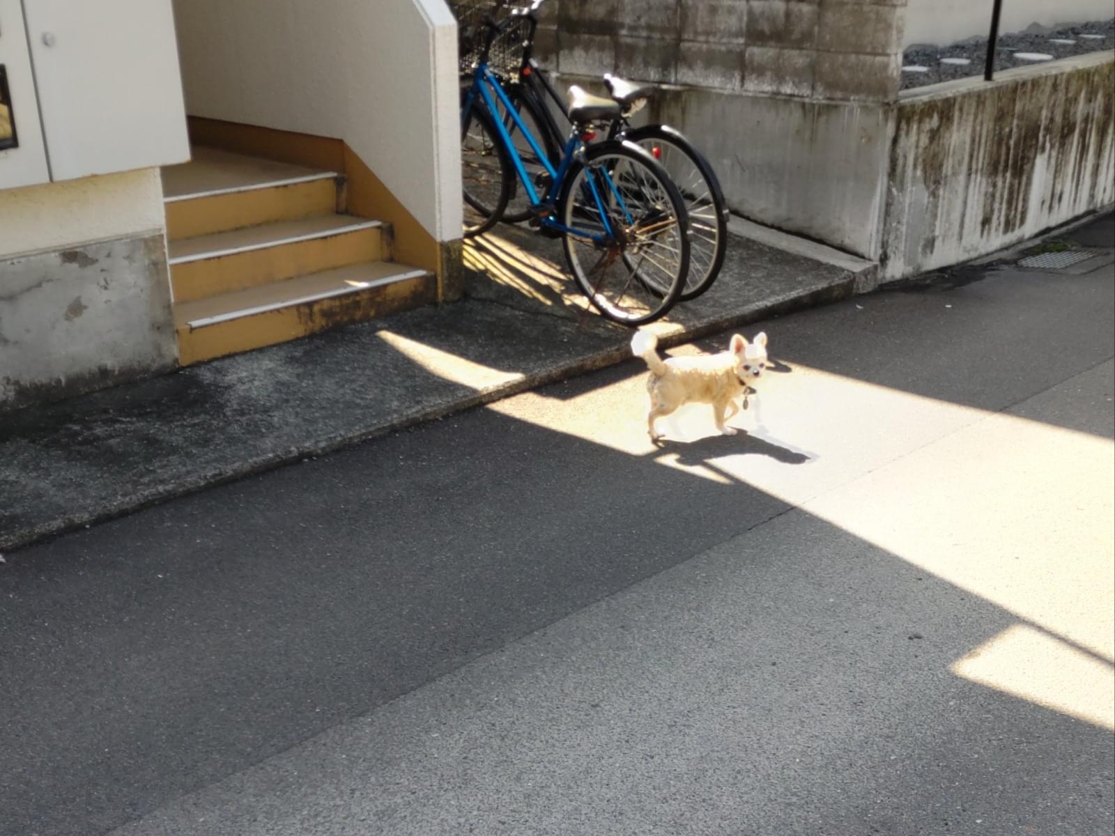 目撃された犬 目撃された犬