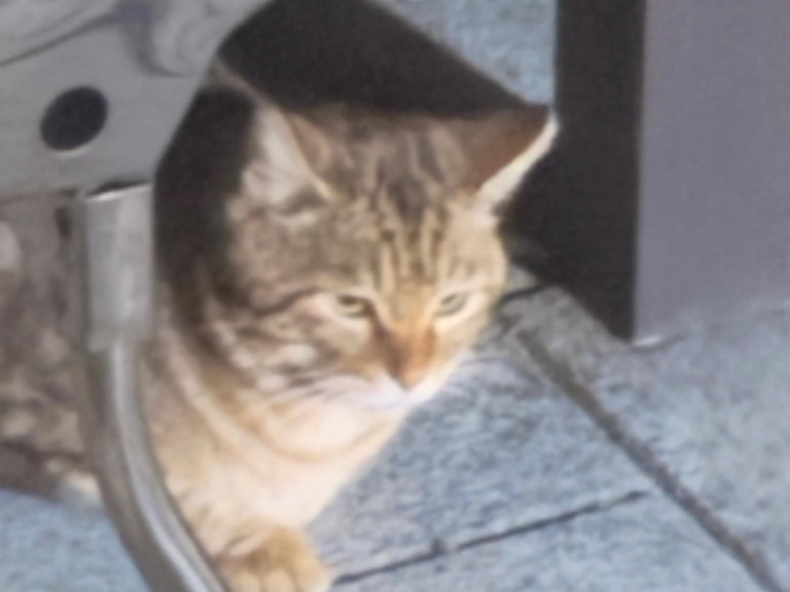 目撃された猫 目撃された猫