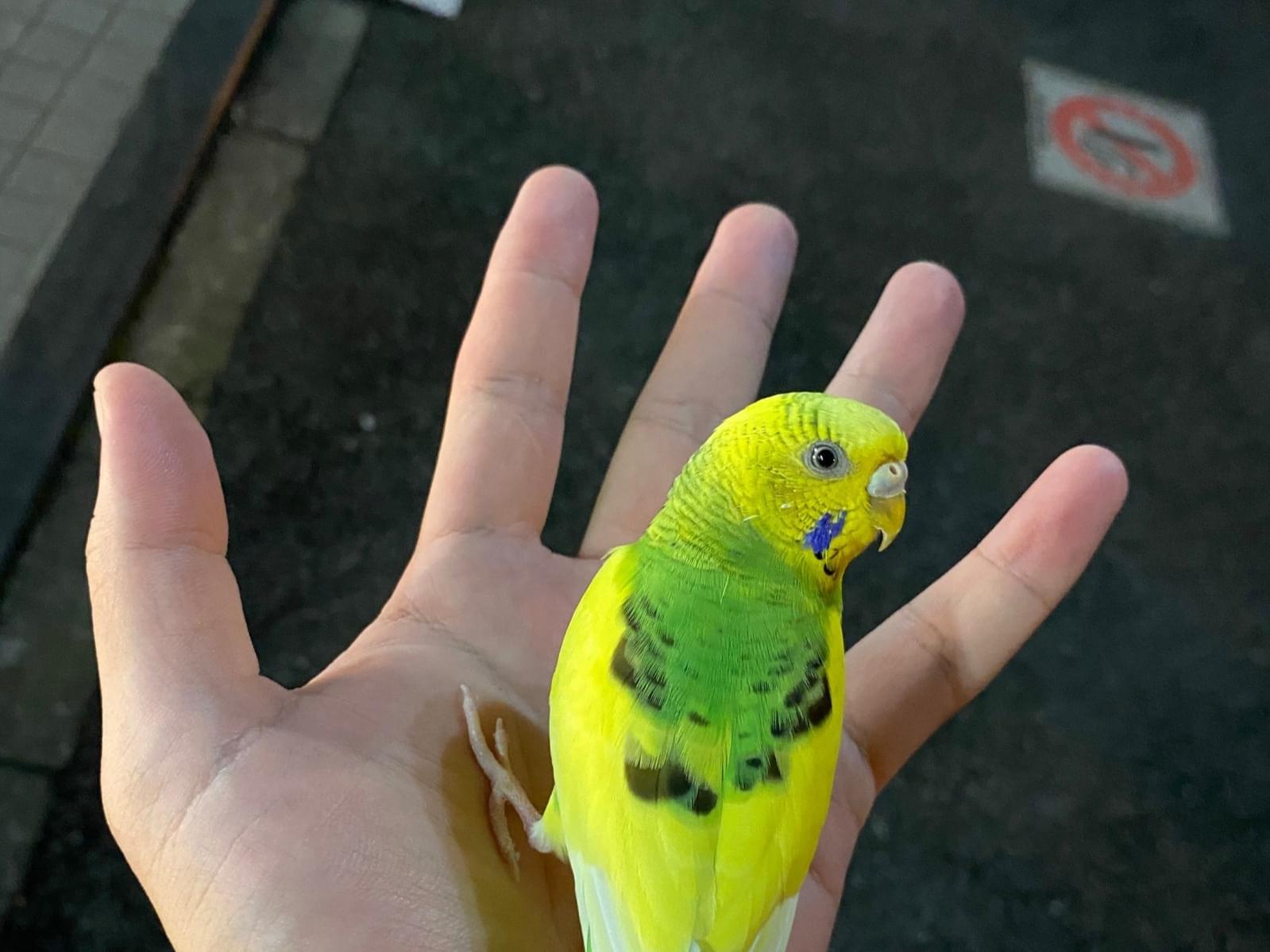 保護された鳥 保護された鳥