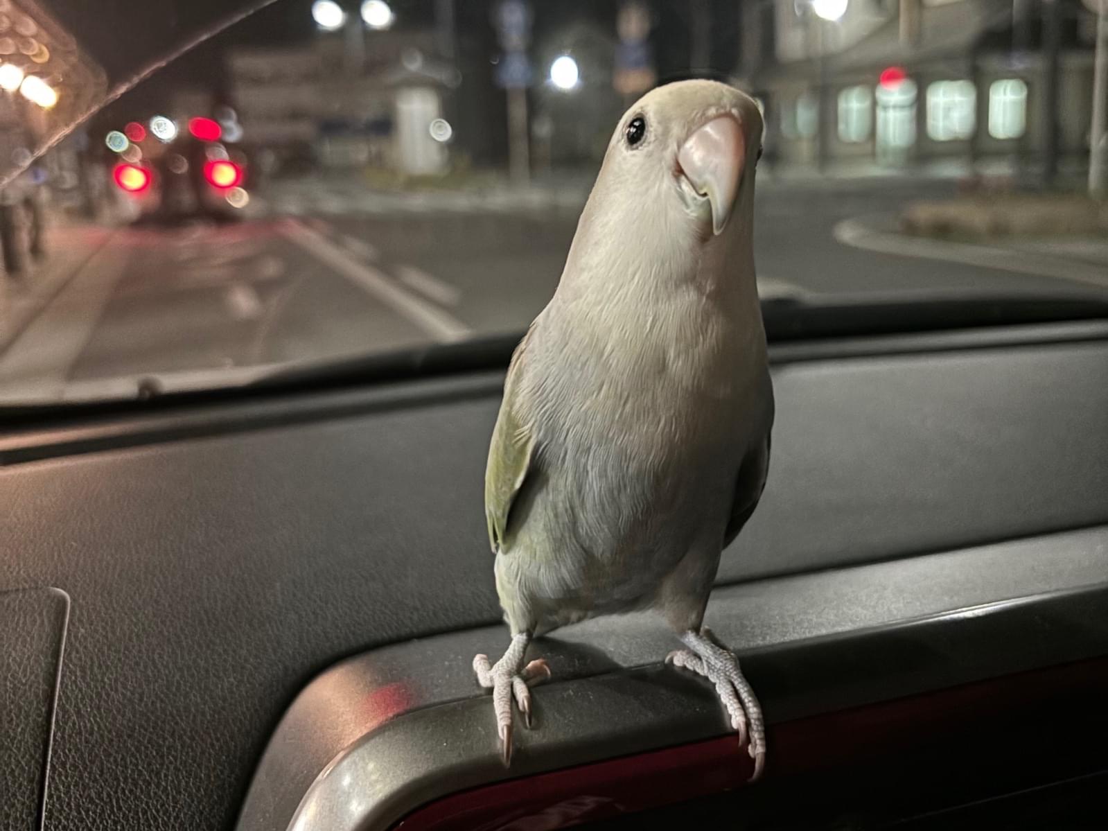 はにーちゃん はにーちゃん