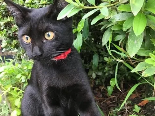 黒い招き猫 赤い耳と首輪レトロ 赤系の首輪をした黒猫を探しています