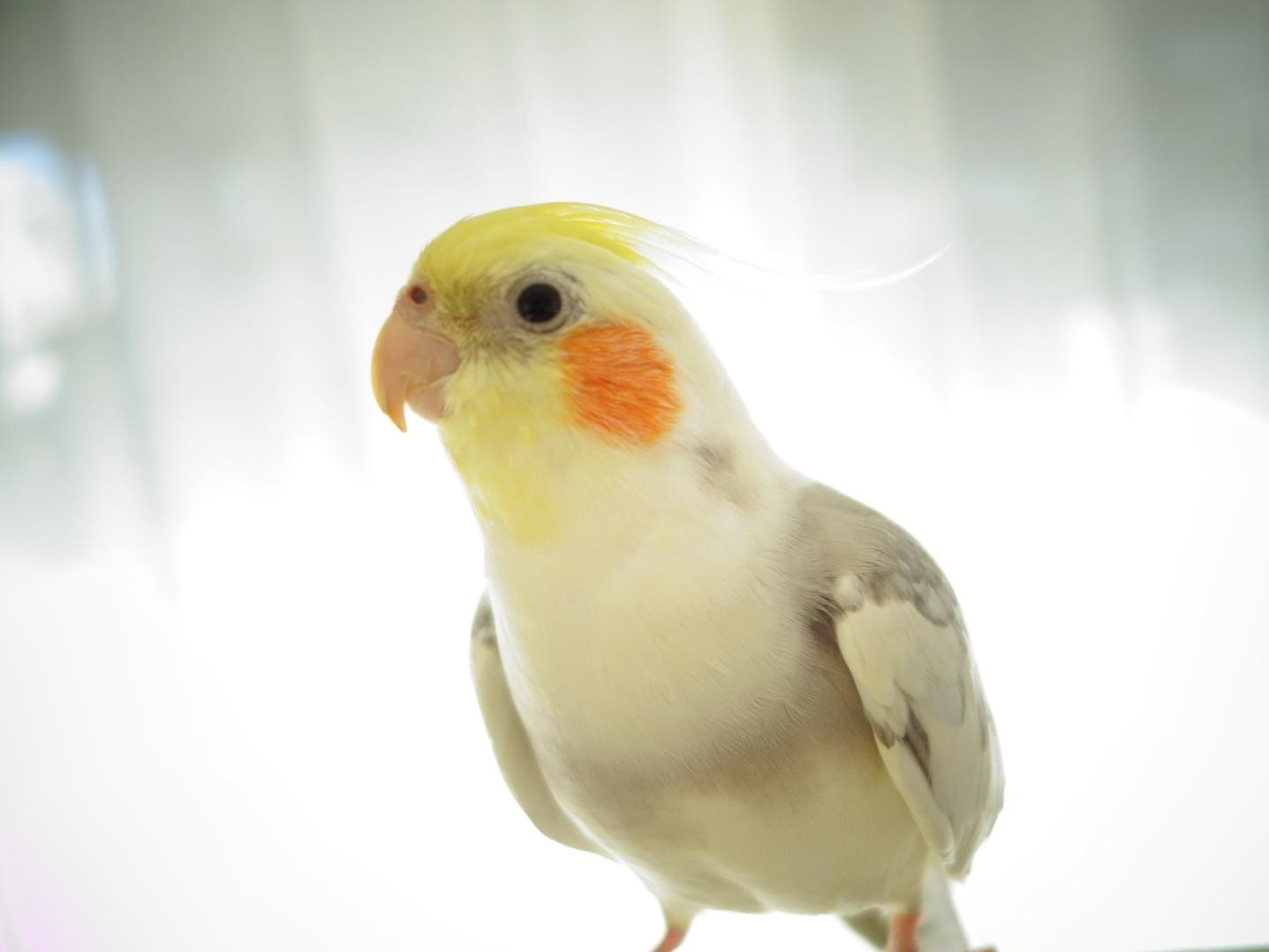トモちゃん トモちゃん