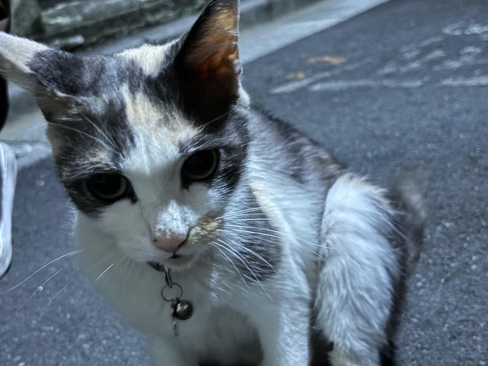 目撃された猫 目撃された猫