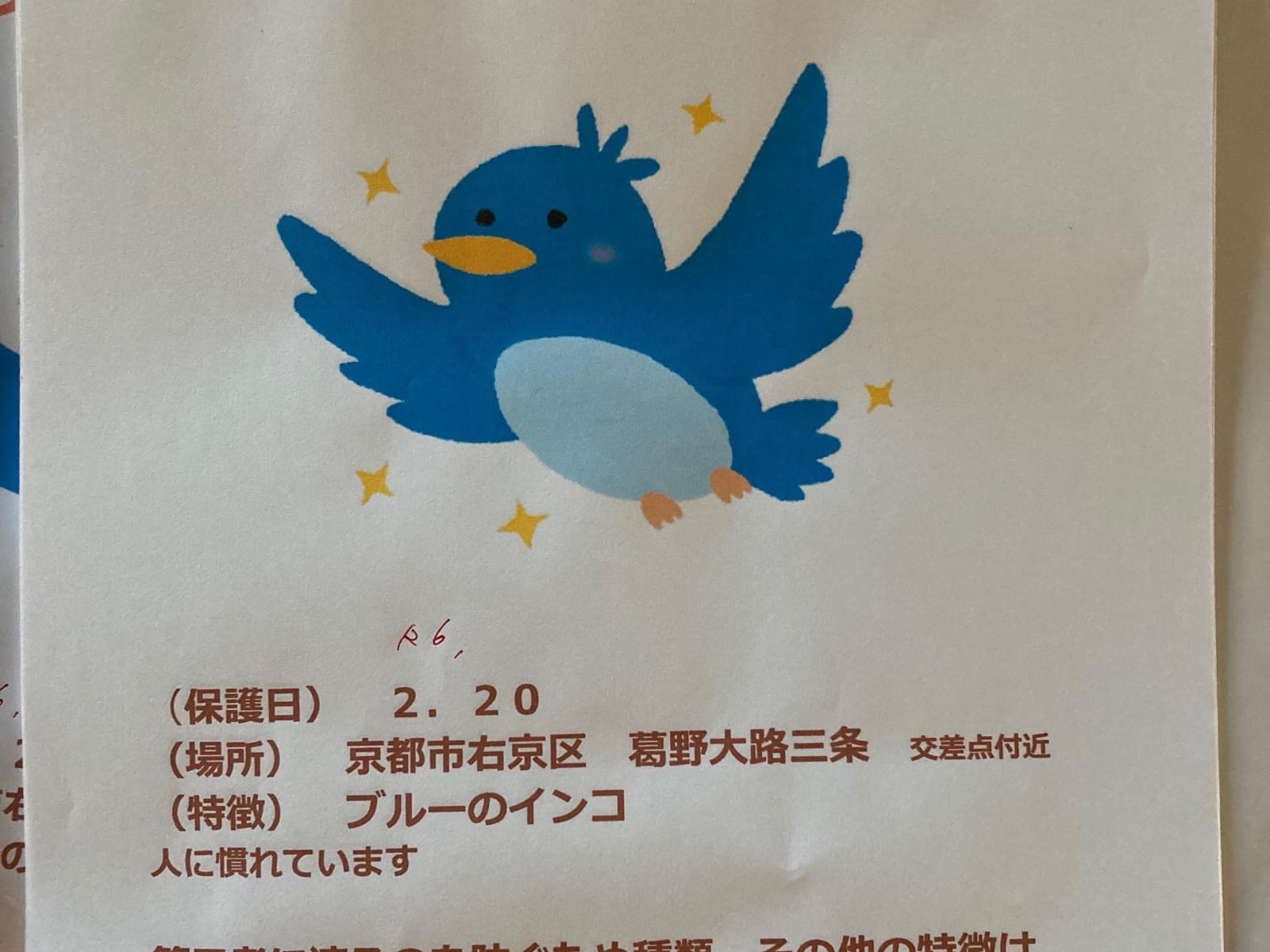 保護された鳥 保護された鳥