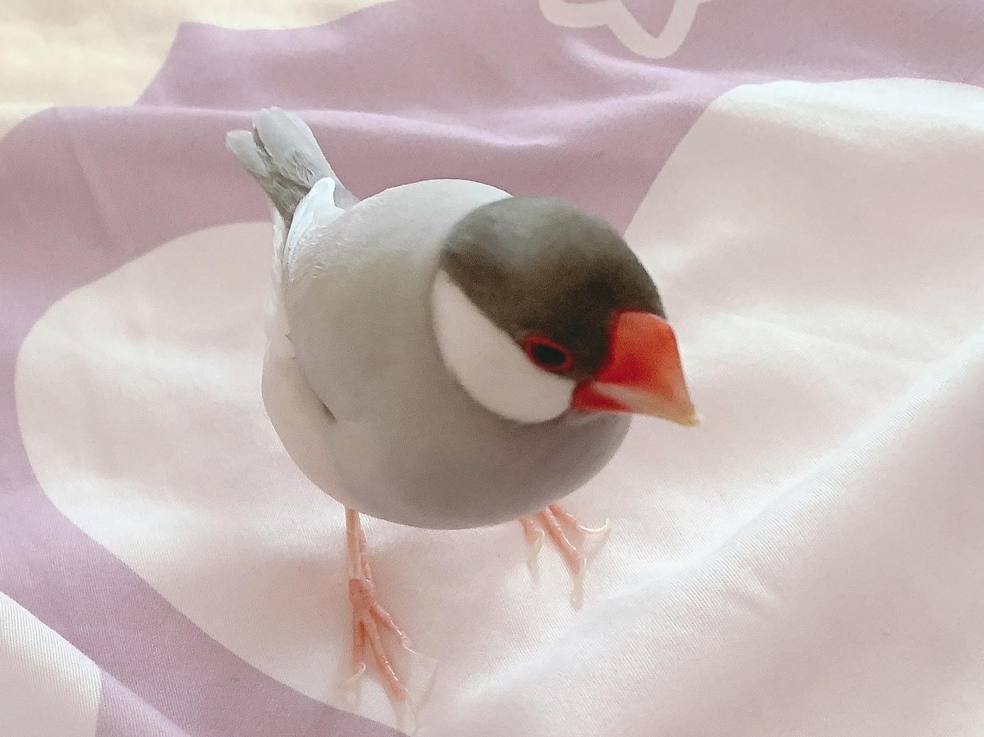 ころんちゃん ころんちゃん