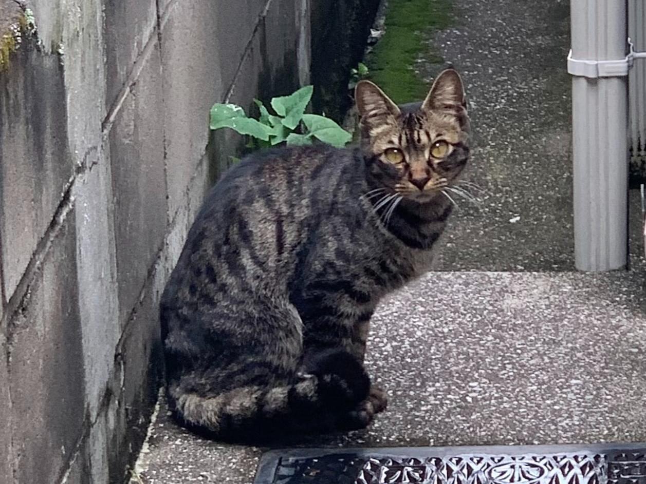 目撃された猫 目撃された猫