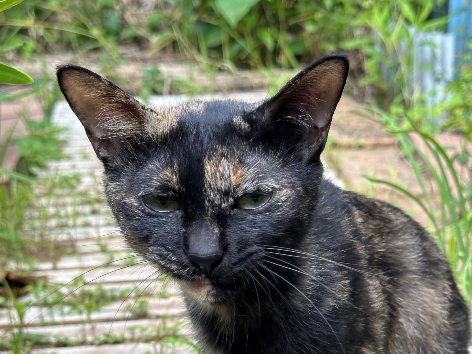 目撃された猫 目撃された猫