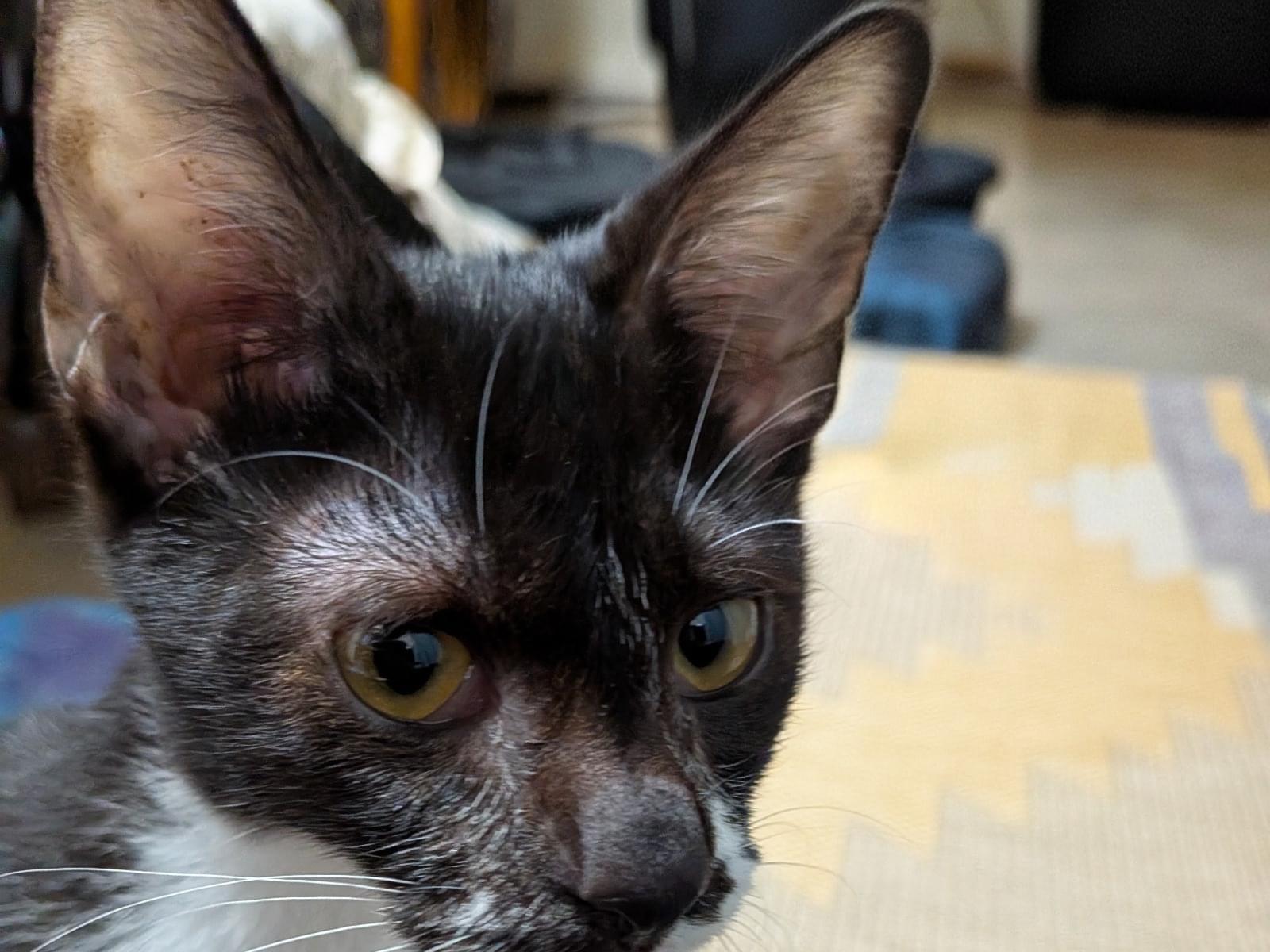 保護された猫 保護された猫