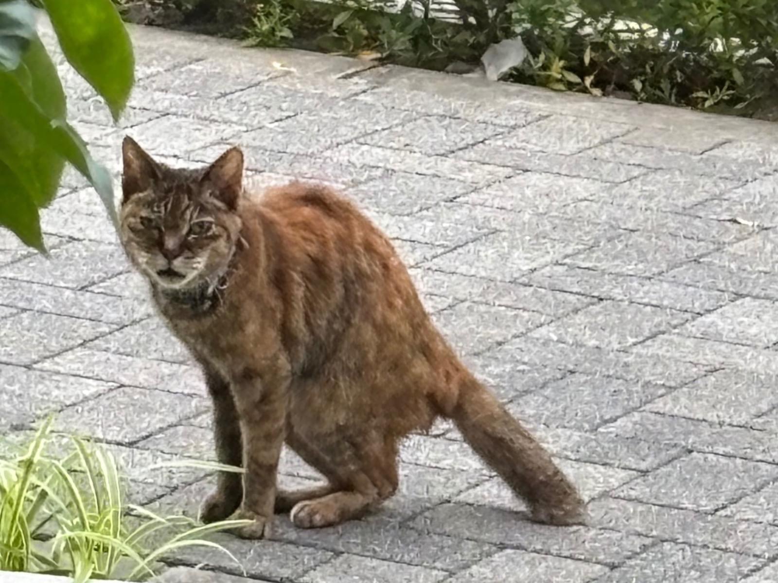 目撃された猫