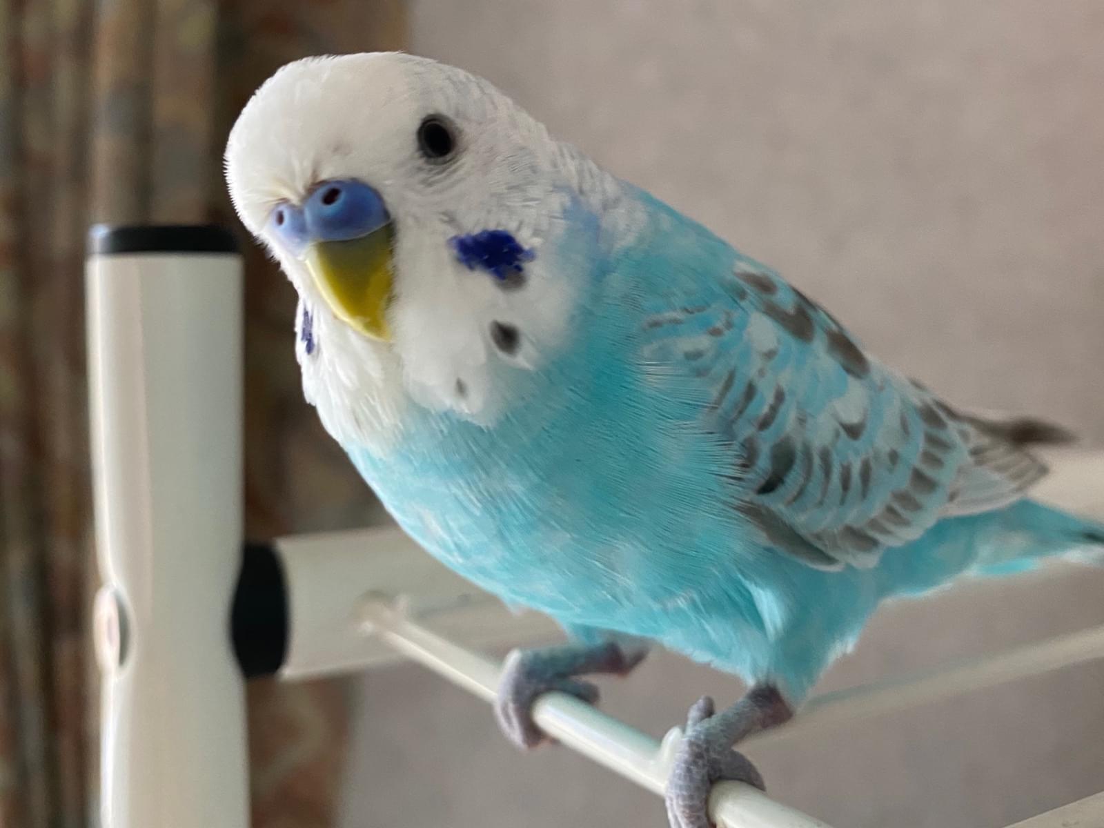 むぎちゃん むぎちゃん