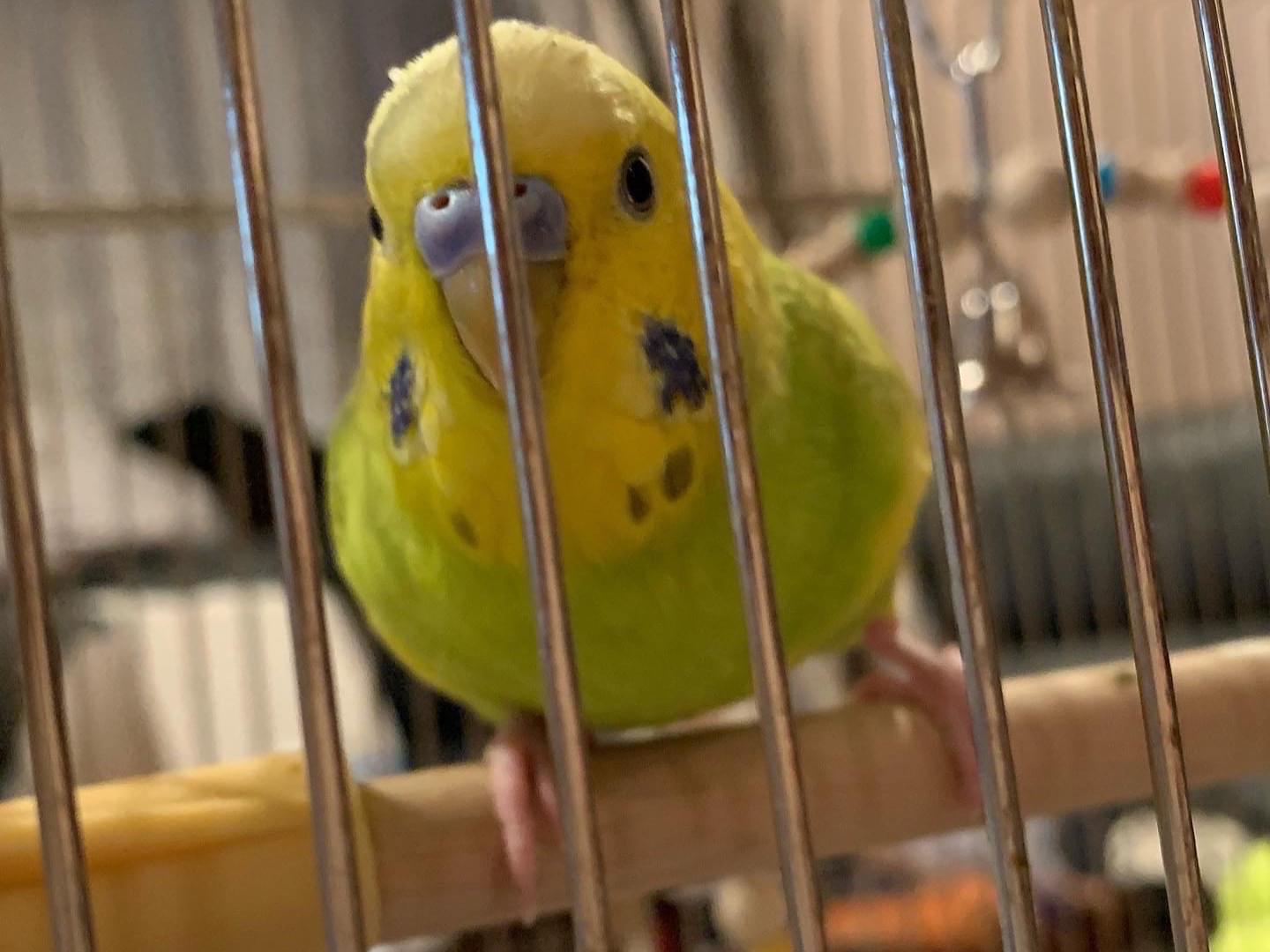 保護された鳥 保護された鳥