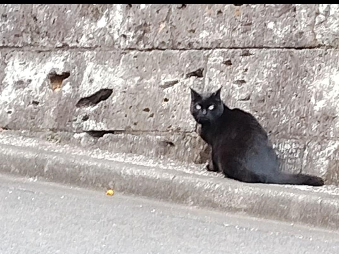 目撃された猫 目撃された猫