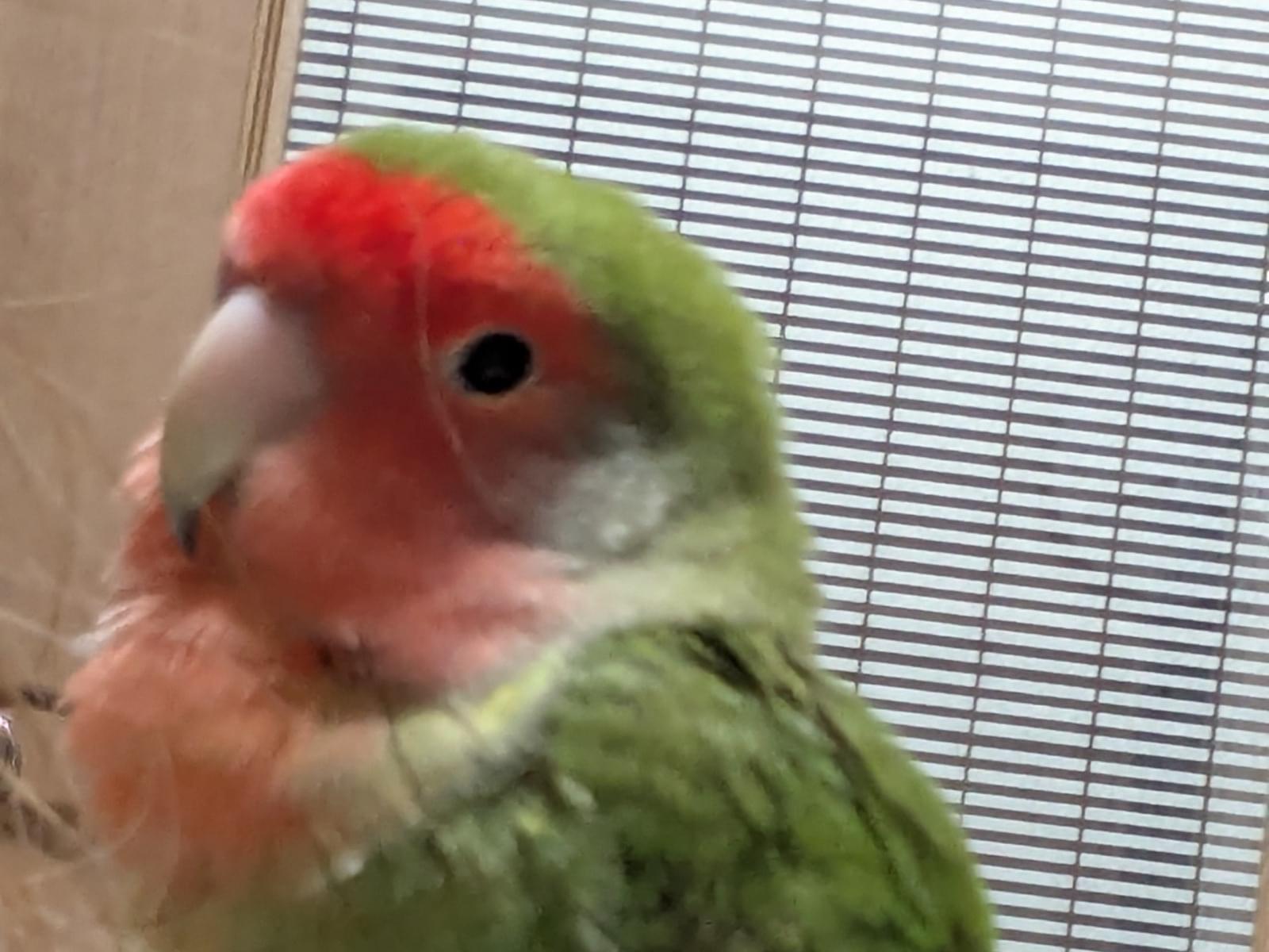 ピッピちゃん