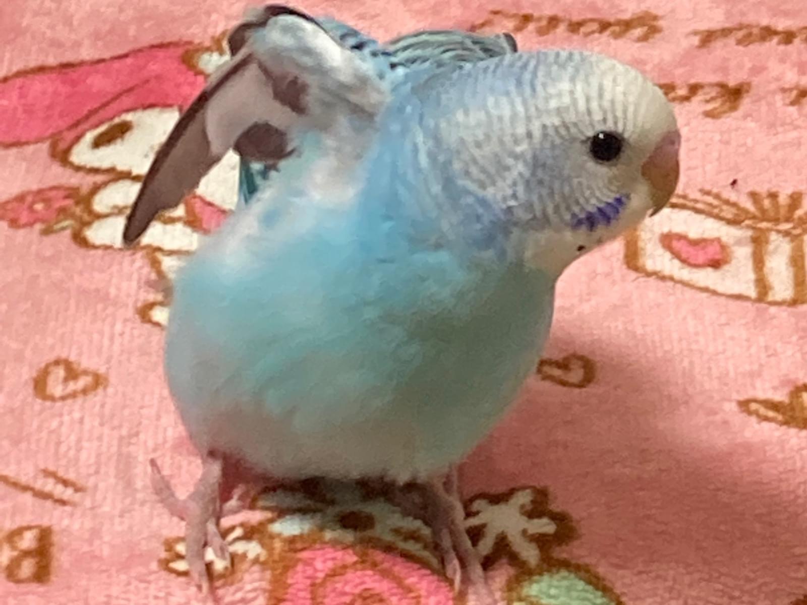 そらちゃん そらちゃん