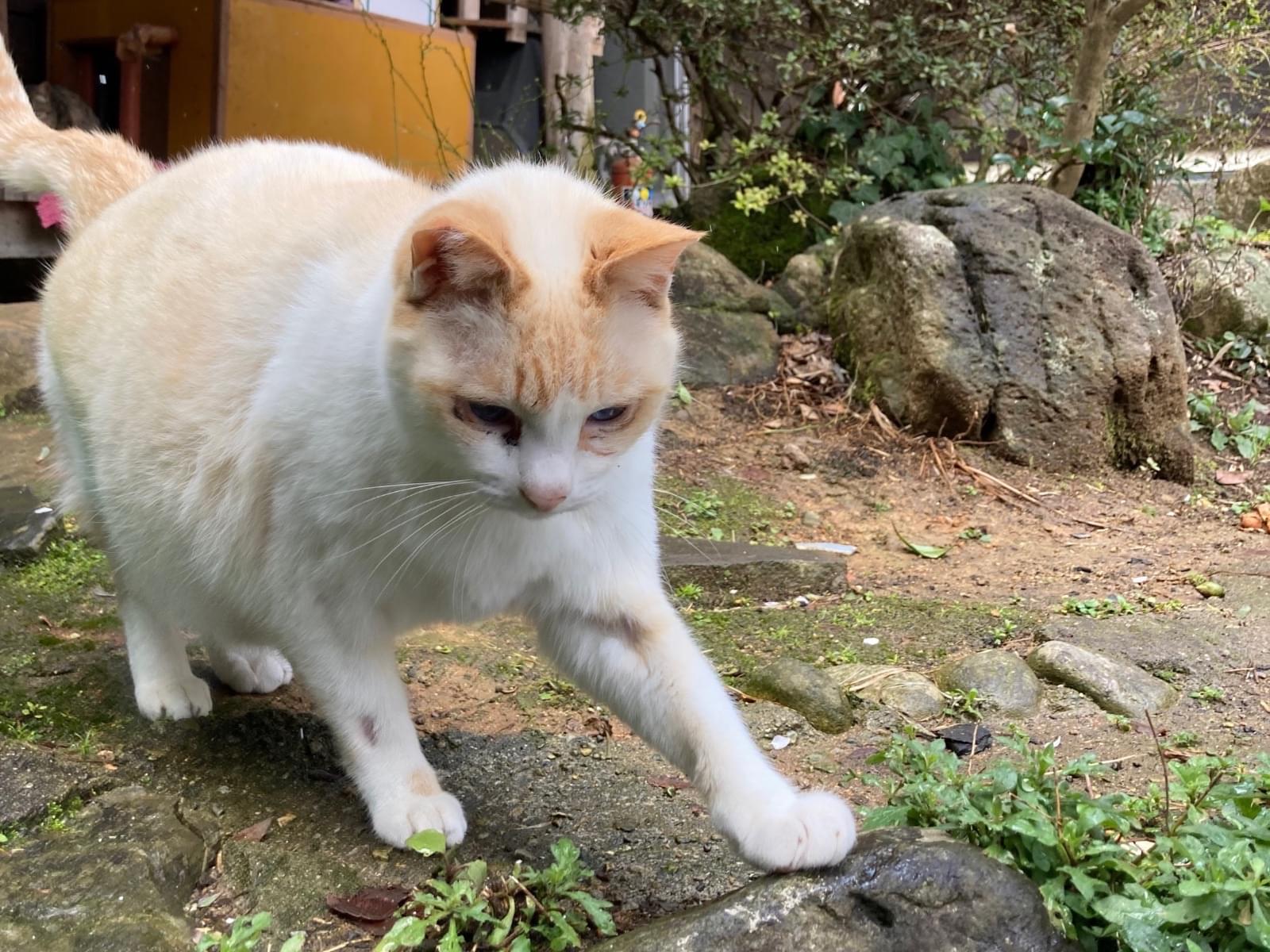 シロちゃん シロちゃん