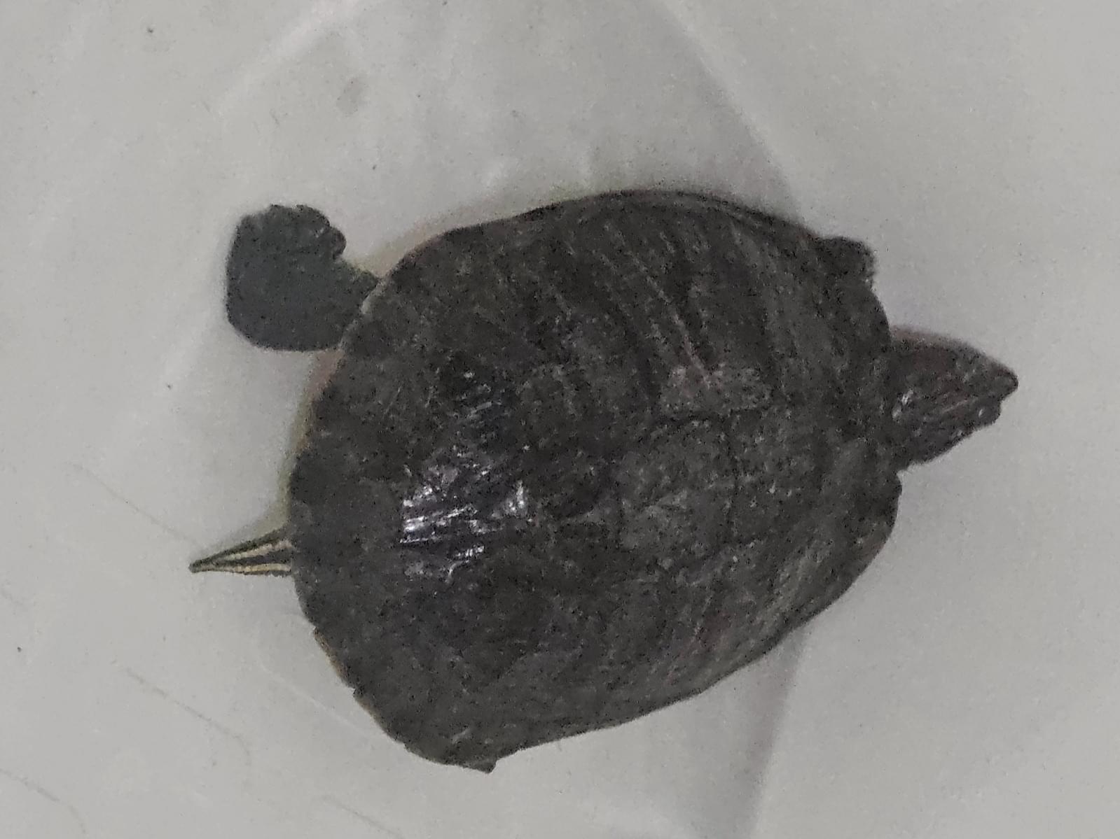 保護されたペット 保護されたペット