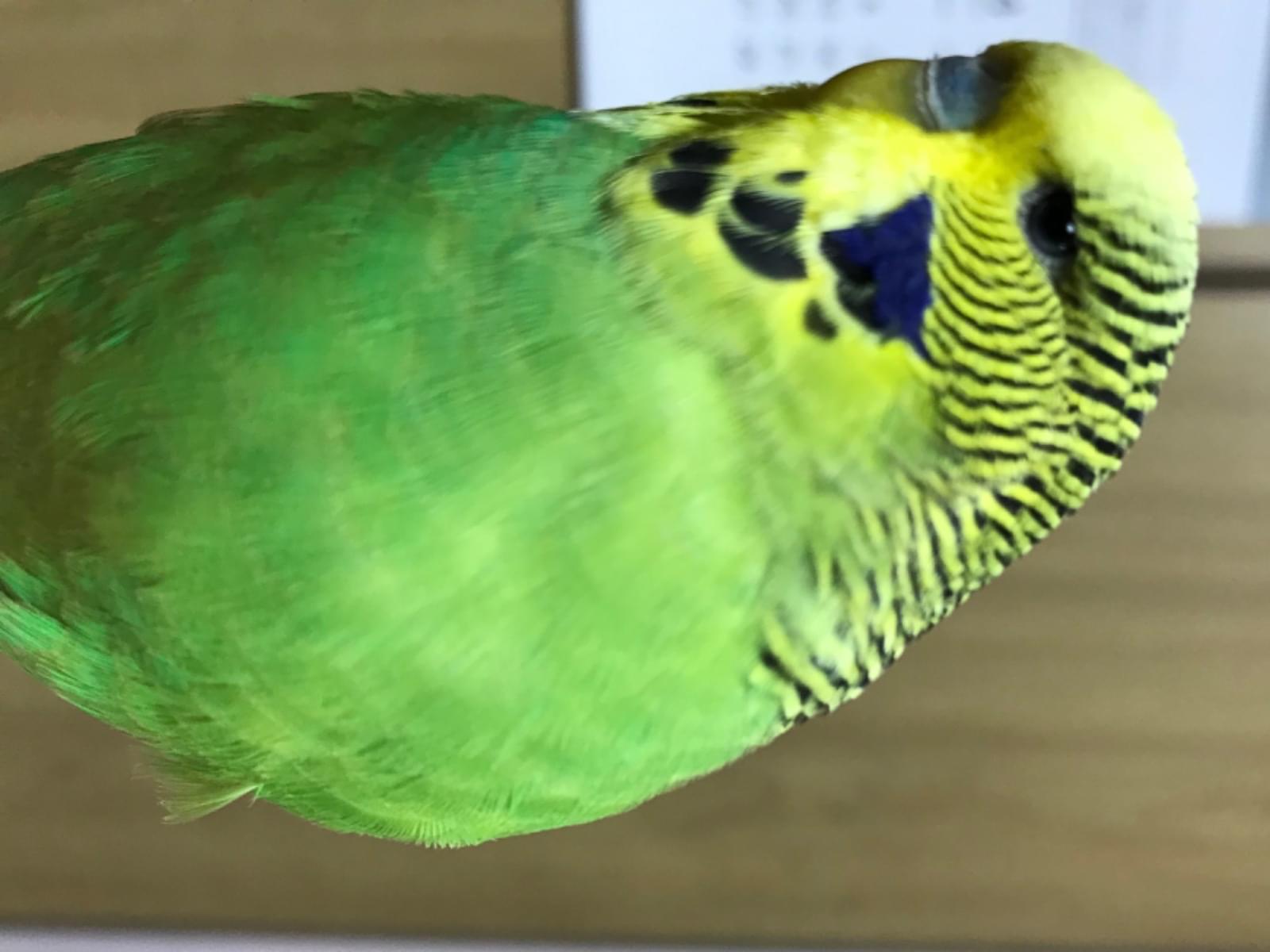 ポンズちゃん ポンズちゃん