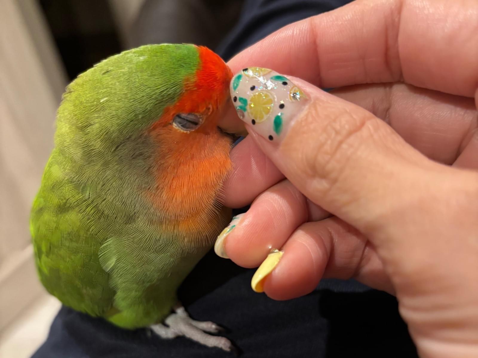 ちゃちゃまるちゃん ちゃちゃまるちゃん