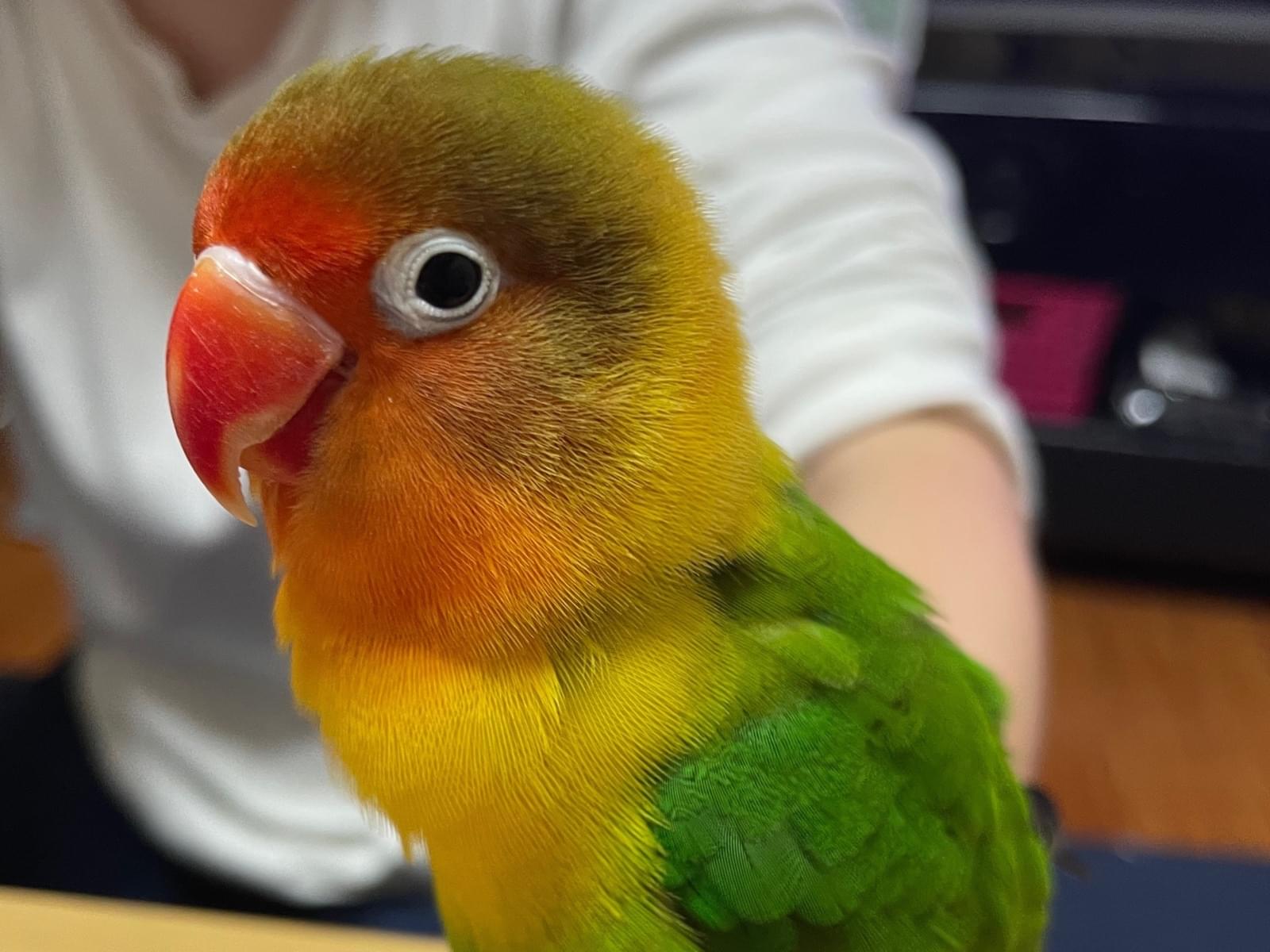 ゴマちゃん ゴマちゃん