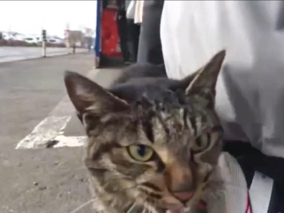 目撃された猫 目撃された猫