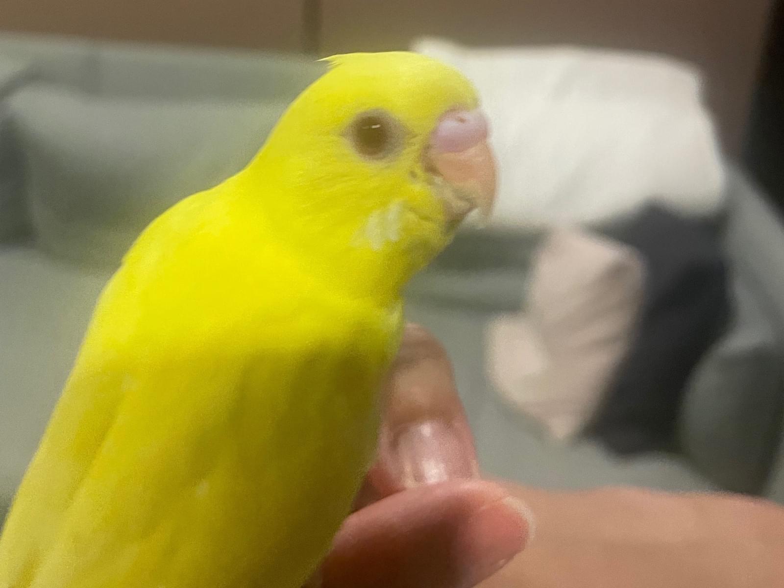 ぴーちゅちゃん ぴーちゅちゃん