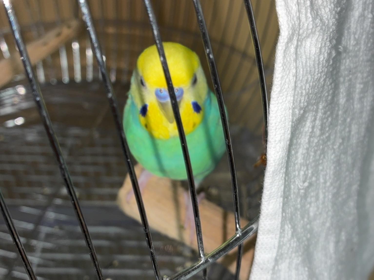 見かけたら保護をお願いしたいです。ソラちゃん