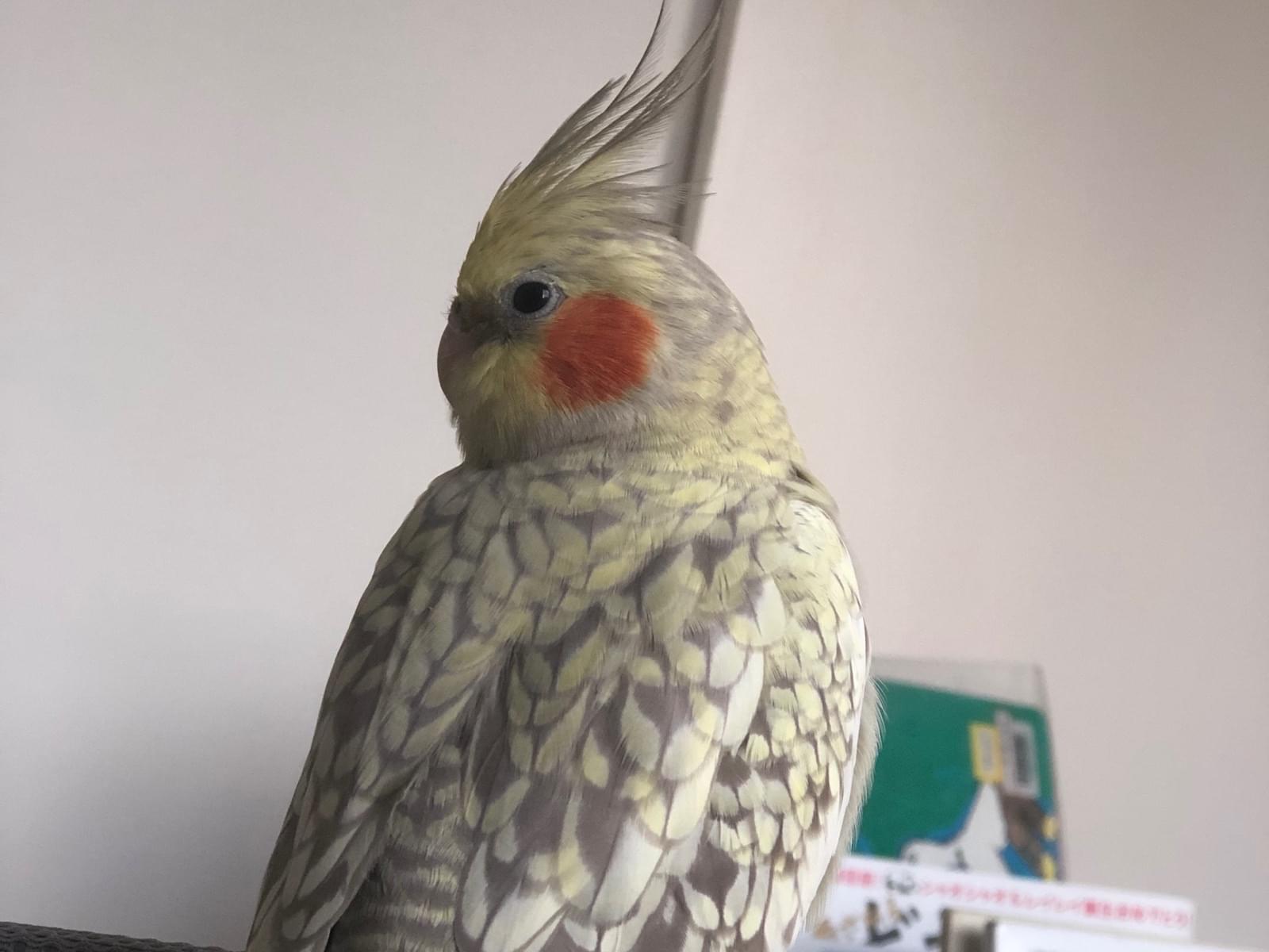 ももかちゃん ももかちゃん