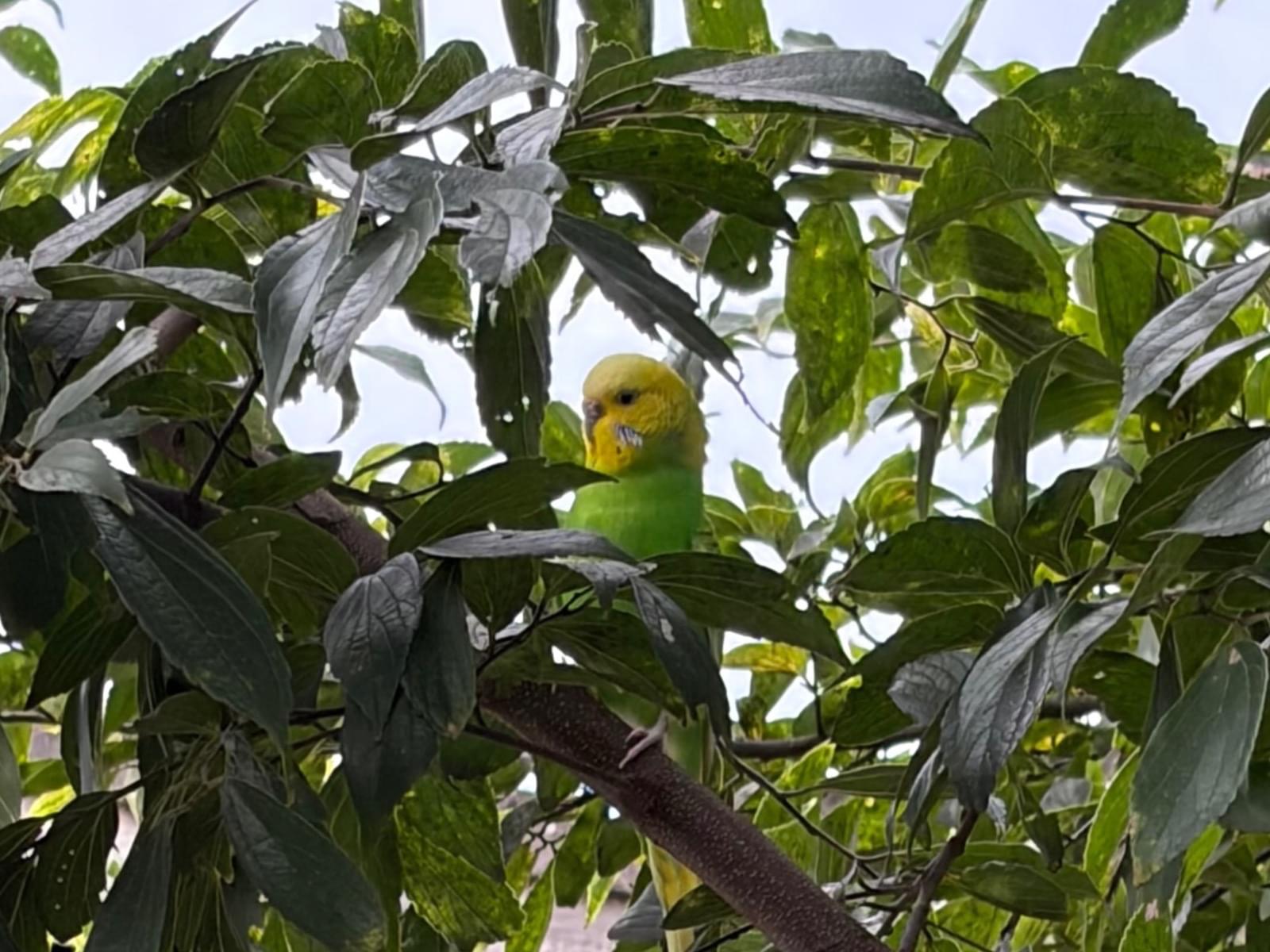 目撃された鳥