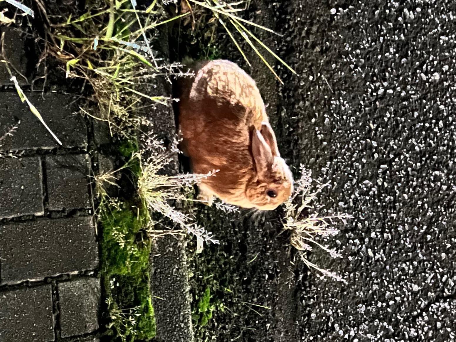 目撃されたペット 目撃されたペット