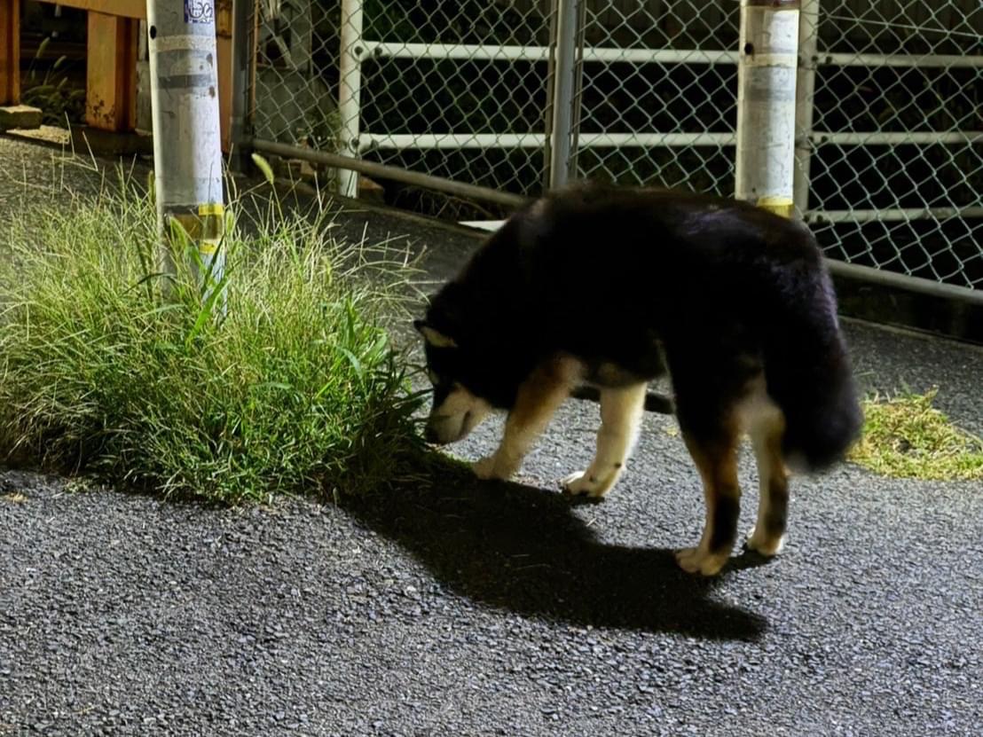 目撃された犬 目撃された犬