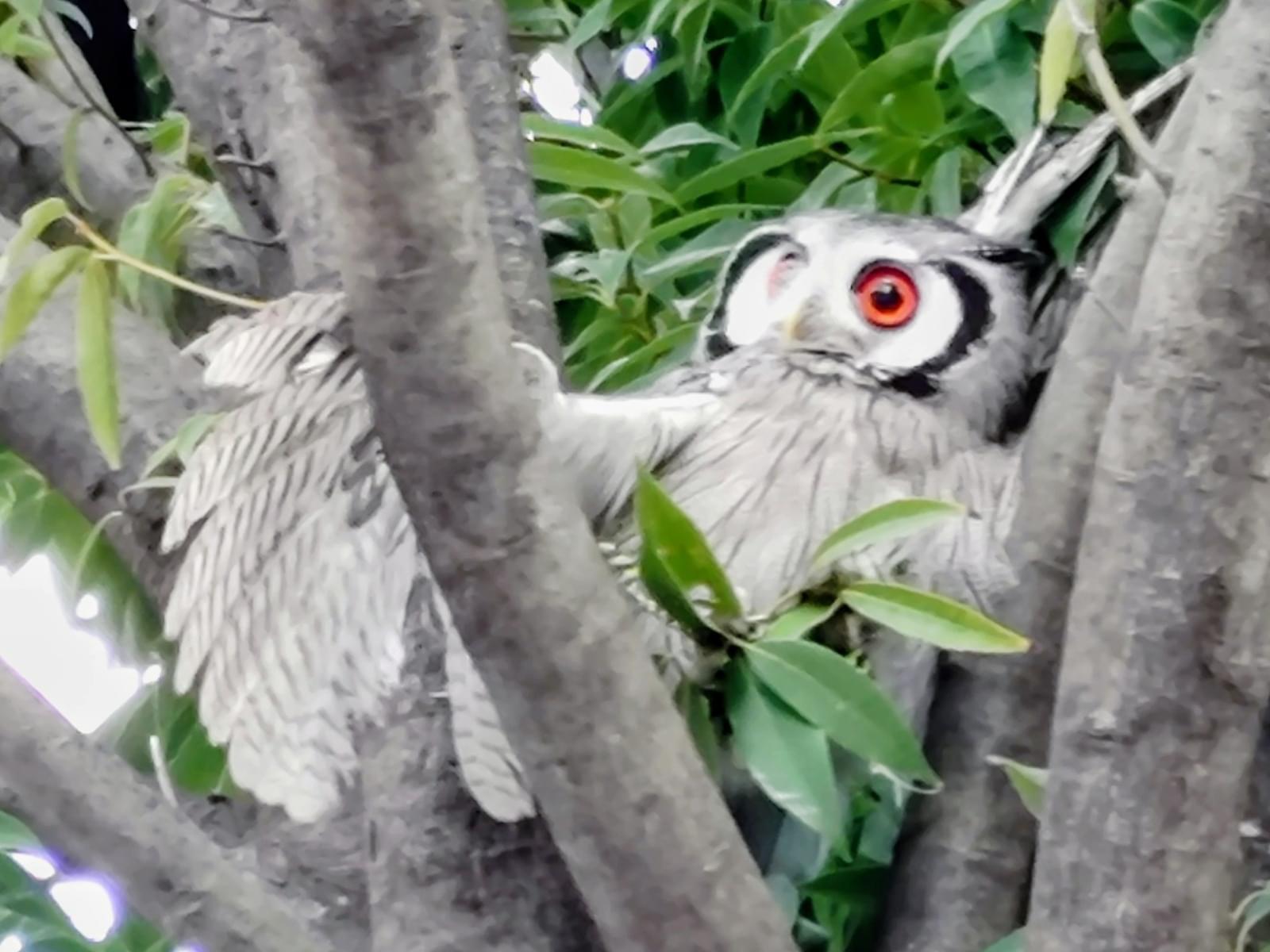 目撃された鳥 目撃された鳥