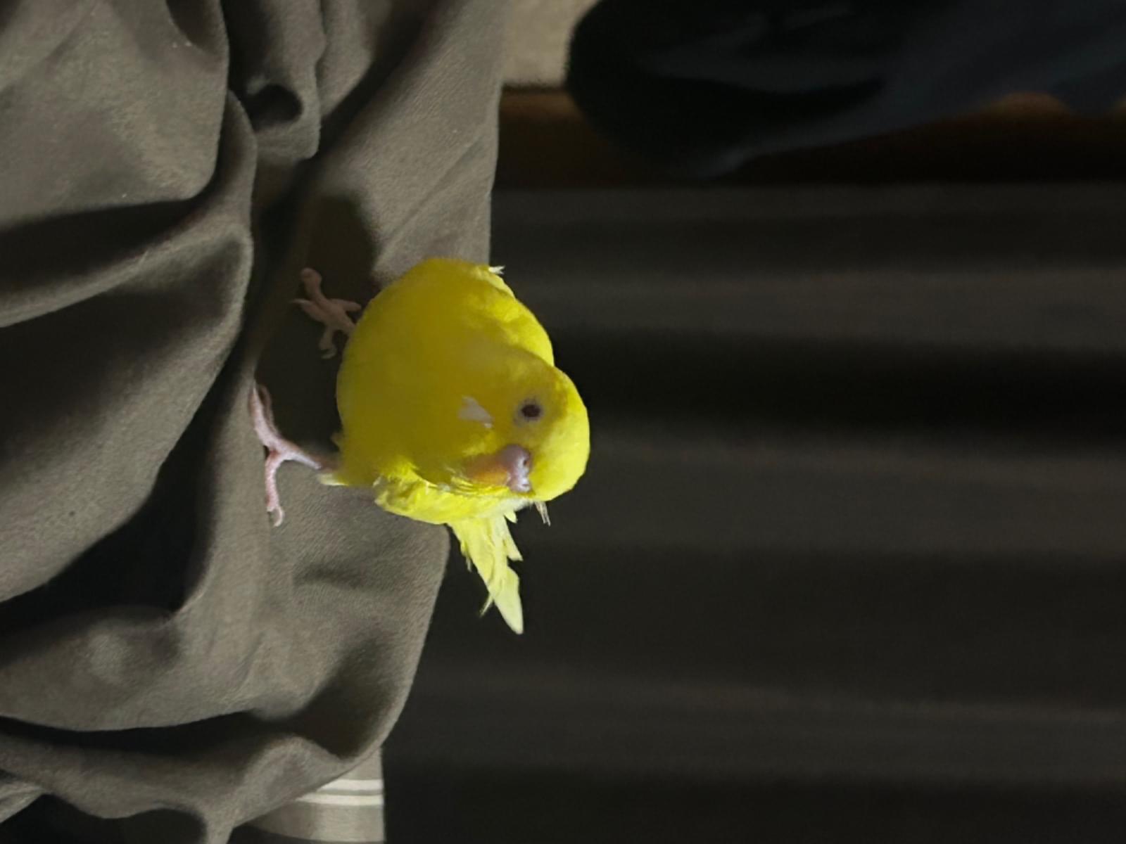 せんちゃん せんちゃん